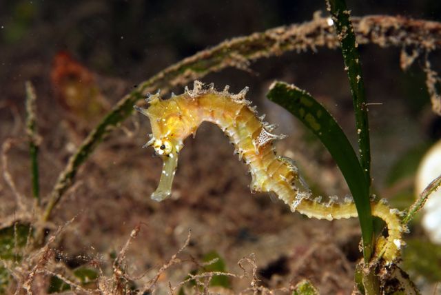 Seahorse