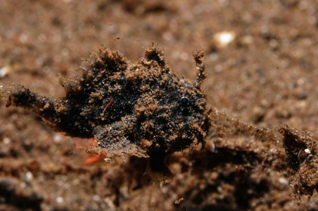 Frogfish